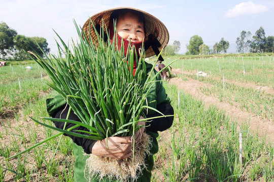 Nông dân ở vựa hành lớn nhất Hà Tĩnh phấn khởi vào mùa thu hoạch