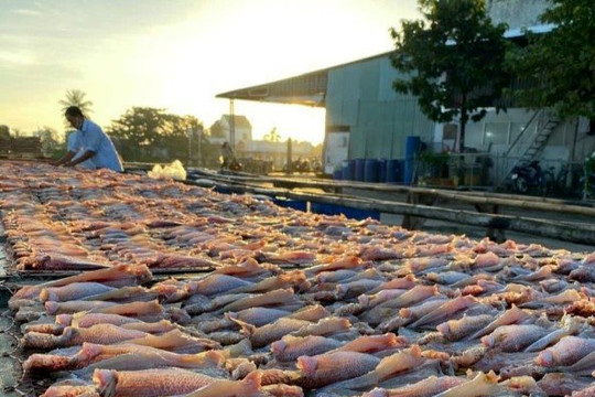 Cà Mau: Làng nghề tôm cá khô tất bật vào vụ tết