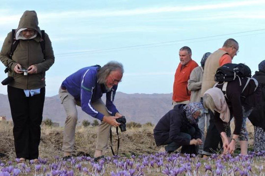 Khám phá nghề trồng saffron đắt như vàng ở Trung Đông