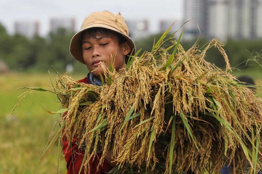 Lúa gạo thắng lớn, năm 2024 ‘dư sức’ xuất khẩu