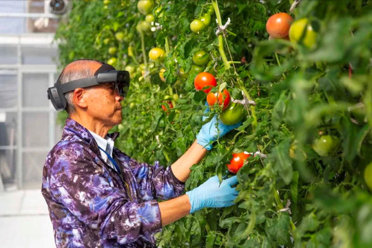 Nông nghiệp thông minh kiểu Tokyo có giúp giải quyết khủng hoảng lương thực toàn cầu?