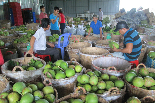 ĐBSCL: Hàng trăm ngàn tấn trái cây sẵn sàng cho thị trường tết