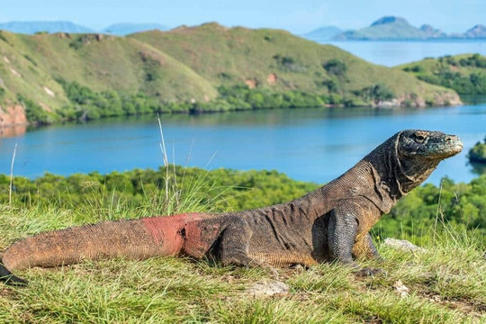 Rồng Komodo có nguy cơ tuyệt chủng vì biến đổi khí hậu và chó mèo