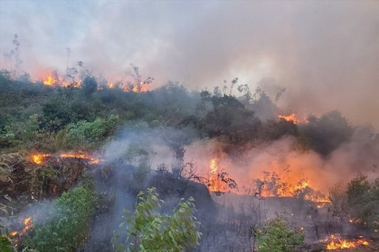 Các điểm cháy rừng ở Sa Pa đã cơ bản được khống chế