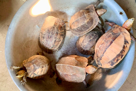Vườn quốc gia Vũ Quang tiếp nhận 6 con rùa quý hiếm để thả về môi trường tự nhiên