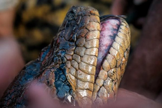Phát hiện loài trăn ‘khủng’ ở rừng Amazon