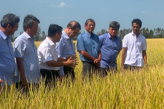 Nhãn hiệu lúa giảm phát thải mới nâng được giá trị hạt gạo Việt