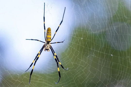 Loài nhện chịu đựng được môi trường đô thị