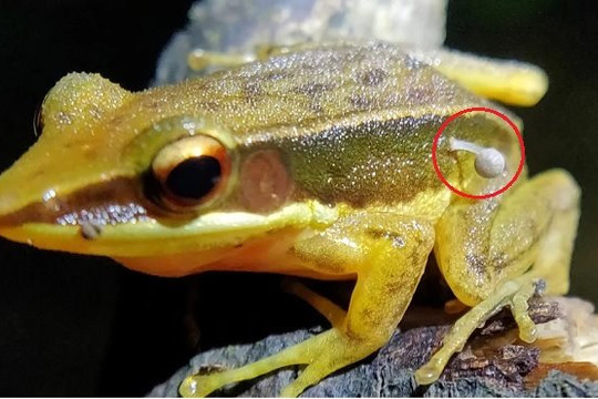 Phát hiện loài ếch có nấm mọc trên thân