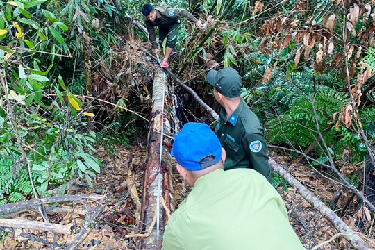 Quảng Nam: Giao công an khẩn trương điều tra vụ phá rừng làm đường đây điện 110kV