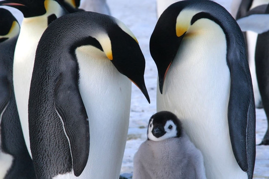 Cúm gia cầm và biến đổi khí hậu đang đẩy chim cánh cụt vào tuyệt lộ