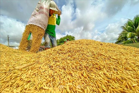 Doanh nghiệp chờ giá lúa xuống thấp, nông dân lại muốn bán được giá cao
