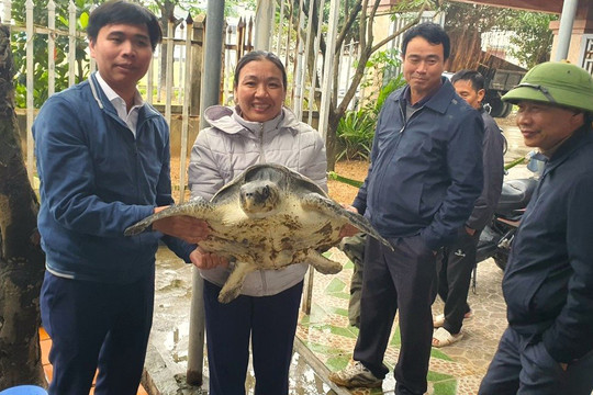 Hà Tĩnh: Người dân giao nộp con rùa quý hiếm nặng 18kg để thả về biển