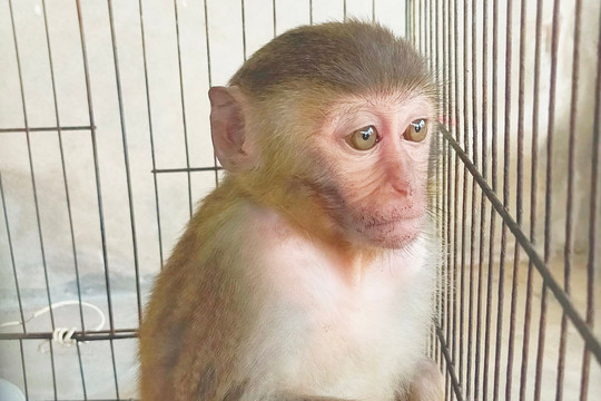 Hà Tĩnh: Người dân giao nộp khỉ vàng quý hiếm để thả về môi trường tự nhiên