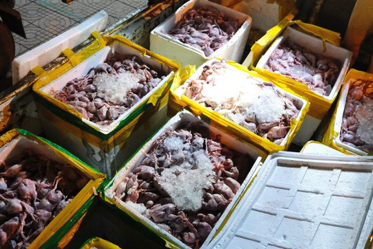 Hà Tĩnh: Phát hiện xe khách chở hơn 2 tấn thịt chim cút không rõ nguồn gốc