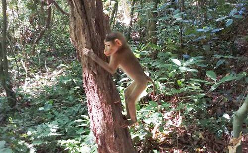 VQG Phong Nha – Kẻ Bàng tiếp nhận 3 con khỉ quý hiếm để thả về môi trường tự nhiên