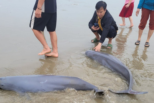 Ngư dân bắt được 19 con cá lạ, chính quyền vận động thả về biển