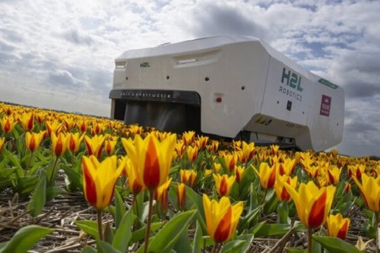 Robot AI giúp phát hiện hoa tulip bị bệnh