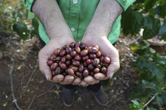 Quy định chống phá rừng của châu Âu có lợi cho cà phê Việt Nam