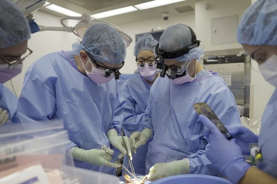 Bệnh nhân ở Trung Quốc, Mỹ được cấy ghép nội tạng lợn và mối lo lây truyền vi rút không được phát hiện