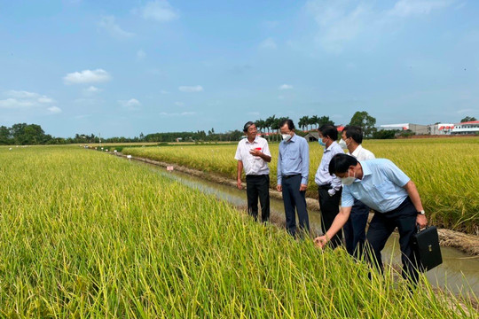 ĐBSCL thực hiện đề án 1 triệu hecta lúa chuyên canh chất lượng cao, phát thải thấp