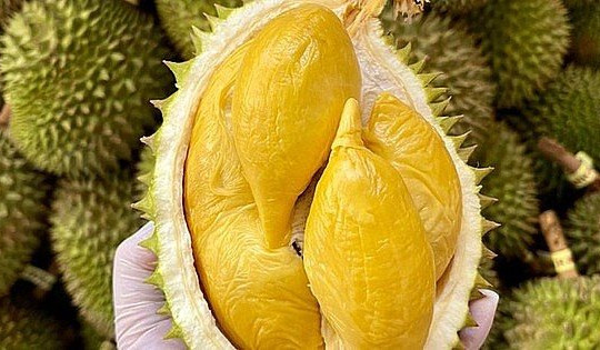 Tiền Giang tìm giải pháp đảm bảo chất lượng trái đặc sản sầu riêng