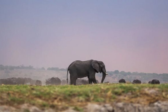 Botswana dọa gửi 20.000 con voi đến Đức