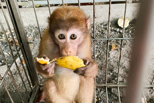 Vườn quốc gia Vũ Quang cứu hộ thành công con khỉ mốc quý hiếm bị thương nặng