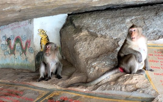 Chuyện về đàn khỉ tinh khôn ở núi Két, An Giang