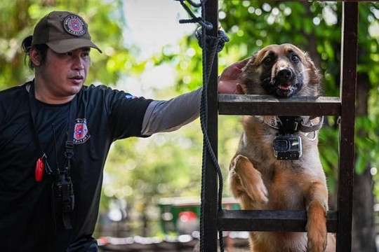 Philippines huấn luyện chó cưng làm nhiệm vụ cứu hộ