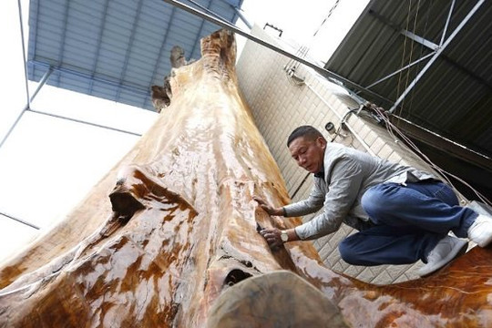 Cây gỗ quý 4.300 năm tuổi ở Trung Quốc