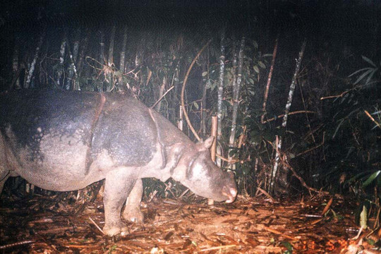 Tiếng thét tưởng nhớ con tê giác cuối cùng của Việt Nam