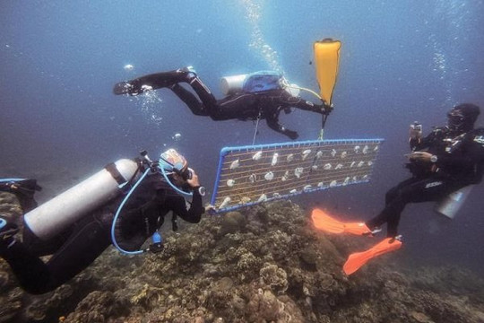 Lập vườn ươm để cứu san hô ở Philippines