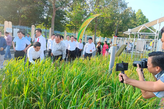 Vai trò của khuyến nông cộng đồng trong đề án 1 triệu hecta chuyên canh lúa chất lượng cao