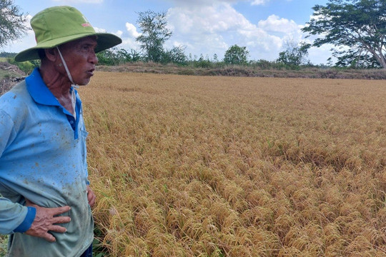 Hàng ngàn hecta lúa ở Sóc Trăng giảm năng suất do hạn mặn