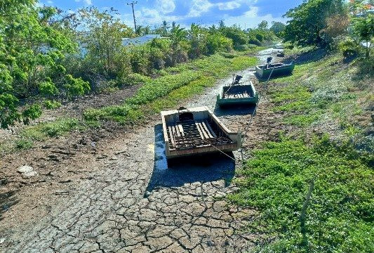 Chùm ảnh: Cận cảnh khô hạn ở vùng ngọt Cà Mau