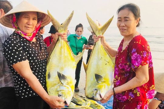 Ngư dân Hà Tĩnh trúng mẻ cá chim vàng hơn 300 triệu đồng