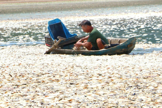 Đồng Nai: Công an vào cuộc vụ 200 tấn cá chết nổi trắng hồ Sông Mây