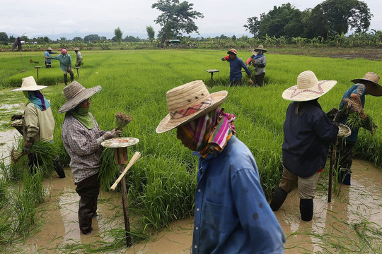 Biến đổi khí hậu khiến Thái Lan e ngại vấn đề mất an ninh lương thực