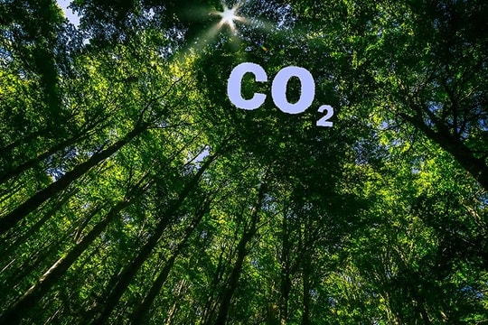 Thị trường tín chỉ carbon toàn cầu rơi tự do, đâu là nguyên nhân?