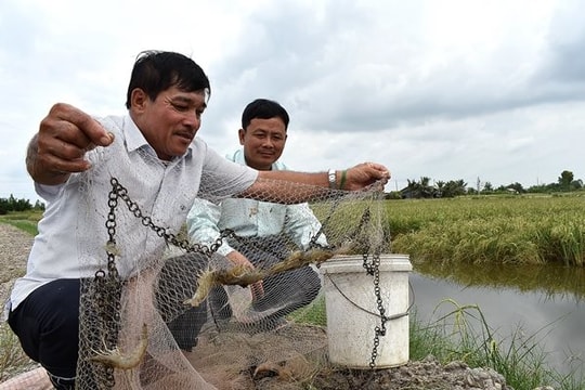 Cựu chiến binh với niềm đam mê sản xuất lúa gạo sạch