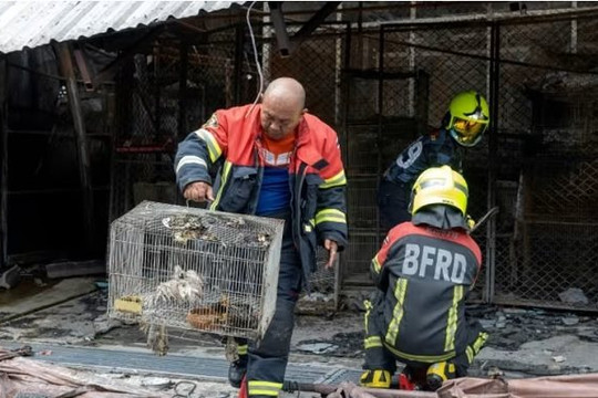 Hỏa hoạn tại chợ thú cưng khiến hàng trăm con vật chết cháy