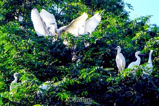 Cà Mau khôi phục vườn chim Chà Là