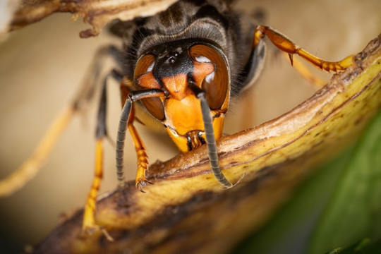 Biến đổi khí hậu có khiến côn trùng nổi dậy chống con người?