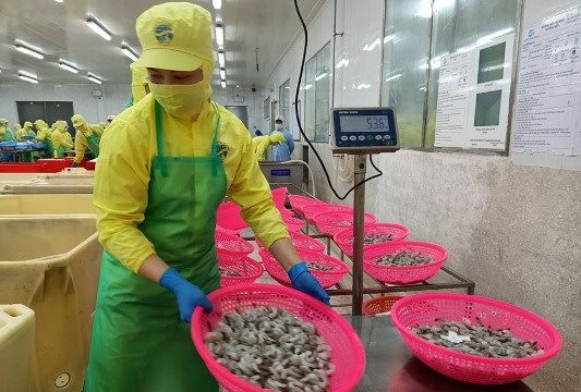 Tháo gỡ khó khăn cho xuất khẩu tôm Cà Mau