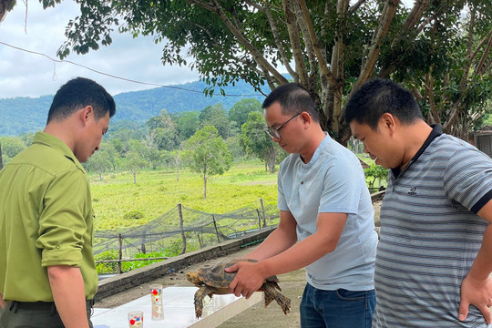 Hành trình cứu hộ 'cụ rùa' núi đẹp nhất nằm trong Sách đỏ Việt Nam