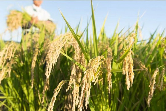 Phương thức trồng lúa giúp giảm 35% khí thải methane