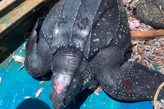 Ngư dân Quảng Nam thả rùa da 200kg về đại dương