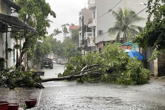 Bão số 2 vào Quảng Ninh, hàng loạt cây xanh bị ngã đổ, bật gốc