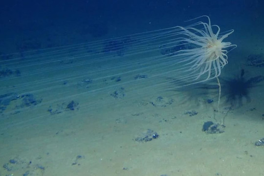 Hàng tỉ tấn 'pin tự nhiên' dưới đáy biển đang ngày đêm tạo oxy giúp Trái đất